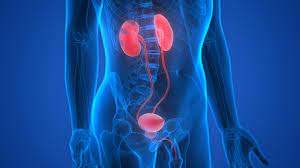  Urology